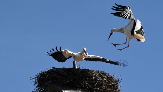 Ein Storch fliegt einen Horst an, auf dem ein weiterer Storch sitzt. © picture alliance/dpa Foto: Ursula Düren