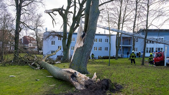 Stralsund: Die Feuerwehr räumt einen umgestürzten Baum aus einem Park. © dpa-Bildfunk Foto: Stefan Sauer/dpa