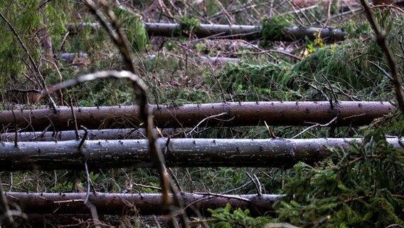 Entwurzelte und angebrochene Bäume liegen nach den Sturmtiefs der letzten Tage in dem großflächig zerstörten Fichtenbestand im Everstorfer Forst. © dpa-Bildfunk Foto: Jens Büttner