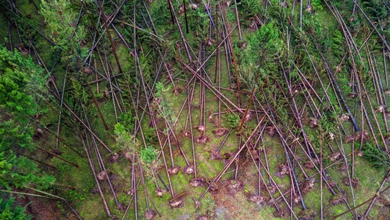 Entwurzelte und angebrochene Bäume liegen nach den Sturmtiefs der letzten Tage in dem großflächig zerstörten Fichtenbestand im Everstorfer Forst (Luftaufnahme mit einer Drohne). © dpa-Bildfunk Foto: Jens Büttner