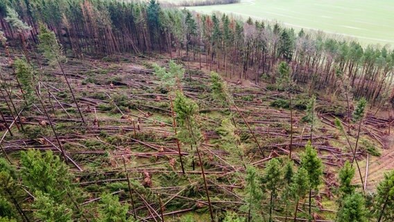 Entwurzelte und angebrochene Bäume liegen nach den Sturmtiefs der letzten Tage in dem großflächig zerstörten Fichtenbestand im Everstorfer Forst (Luftaufnahme mit einer Drohne). © dpa-Bildfunk Foto: Jens Büttner