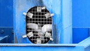 Eine Taube flattert aufgeregt hinter einem Gitter an einem Brückenholm in Wolgast. © Tilo Wallrodt Foto: Tilo Wallrodt