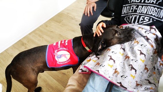 In der Zahnarztpraxis von Mathias Benedix in Ribnitz-Damgarten helfen auch die Therapiehunde Trude und Dr. Ed. In der Zahnarztpraxis von Mathias Benedix in Ribnitz-Damgarten helfen auch die Therapiehunde Trude und Dr. Ed. © Nora Reinhardt Foto: Nora Reinhardt