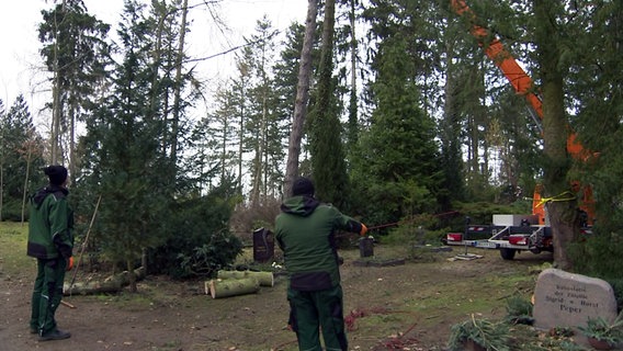 In Neubrandenburg stürzten etliche Bäume auf einem Friedhof um. © NDR Foto: NDR