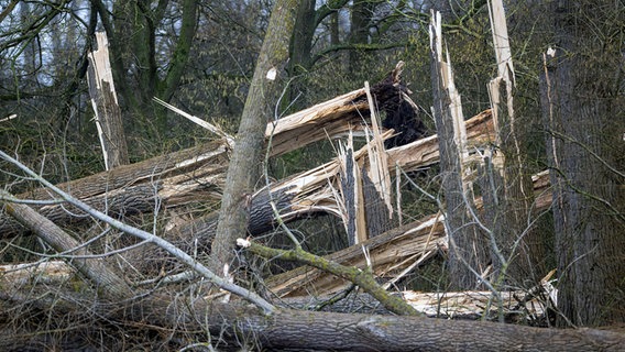 Wittenburg: Vom Sturmtief "Nadia" zerstörte Bäume liegen in einem kleinen Waldgebiet. © dpa-Bildfunk Foto: Jens Büttner/dpa-Zentralbild/dpa