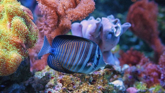 In den Aquarien des Meeresmuseum gibt es auch verschiedene Fische und Korallen zu sehen. © NDR 