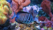 In den Aquarien des Meeresmuseum gibt es auch verschiedene Fische und Korallen zu sehen. © NDR 