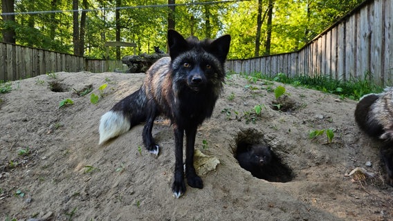 Ein ausgewachsener Silberfuchs in seinem Gehege im Tierpark Wolgast. Neben ihm guckt ein Baby-Silberfuchs aus einem Erdloch hervor. © Tierpark Wolgast Foto: Annette Tappert, Tierpark Wolgast