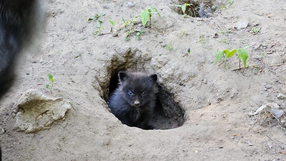 Ein Silberfuchsbaby guckt vorsichtig aus seinem Erdloch hervor. Ein Silberfuchsbaby guckt vorsichtig aus seinem Erdloch hervor. © Tierpark Wolgast Foto: Annette Tappert - Tierpark Wolgast