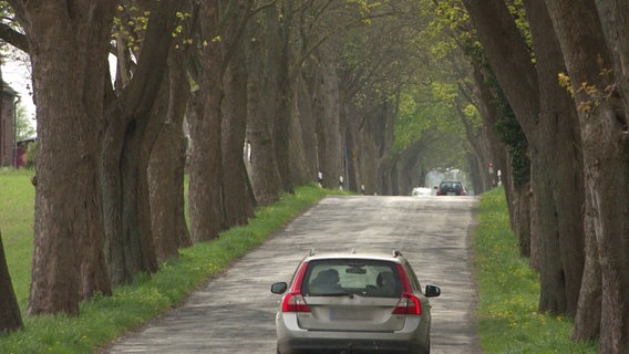 Eine Allee mit mächtigen Bäumen links und rechts der Straße in Vorpommern-Greifswald. © Screenshot 
