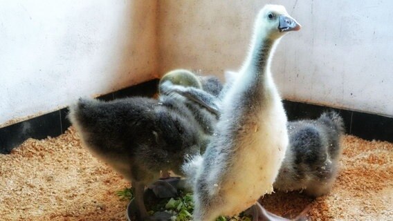 Vier junge Pommerngänse stehen um einen Napf und fressen. © Hansestadt Stralsund l Zoo 