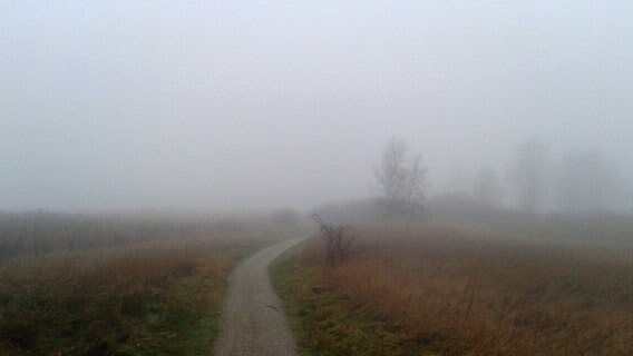 Ein Weg führt in den Nebel. © NDR Foto: Mathias Berndt aus Putbus