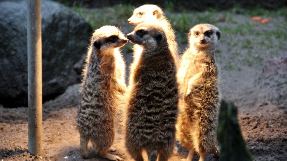 Erdmännchen stehen unter einer Wärmelampe. © NDR Foto: Eckhard Wolfgramm aus Salow