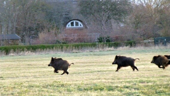 Wildschweinrotte läuft über ein Feld © NDR Foto: Margret Lippert aus Sagard