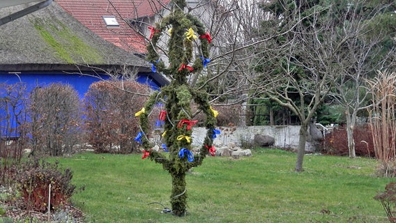 Ein Bügelbaum in Vitte © NDR Foto: Marion Schultz aus Stralsund