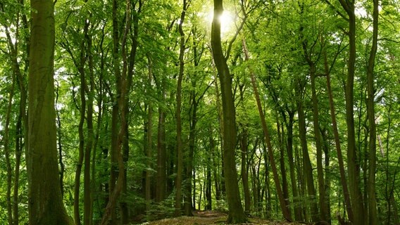 Blick in einen Wald © fotolia Foto:  Inga Nielsen