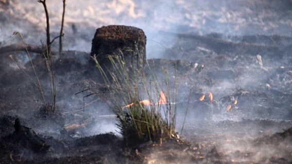 Ein Stück verkohlter Waldboden vor verrauchter Baumkulisse, einzelne Glutnester sind noch zu sehen. © NDR Foto: Ralf Drefin