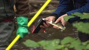 Forelle wird bei der Bestandskontrolle im Wallensteingraben vermessen. © NDR 