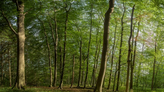 Wasdower Wald im Landkreis Rostock © Succo Stiftung Foto: Stefan Schwill