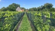 Auf Usedom führt ein Weg zwischen den Weinreben auf ein Haus im Hintergrund zu. © Paula-Neele Deusing Foto: Paula-Neele Deusing