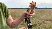 Eine Frau hält einen Wiedehopf in der Hand, um ihm einen Logger anzuziehen. © NDR Foto: Birgit Schröter