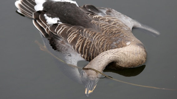 Eine tote Wildgans treibt im Wasser. © dpa-Bildfunk Foto: Bernd Wüstneck