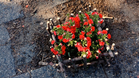 Bepflanztes Schlagloch  Foto: Udo Tanske