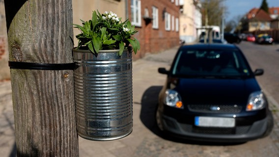 Bepflanzte Blechdose an einem Baum  Foto: Udo Tanske