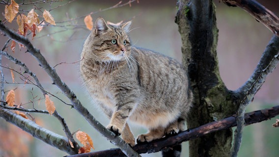 Eine Wildkatze steht auf Ästen eines Baumes. © imago images 
