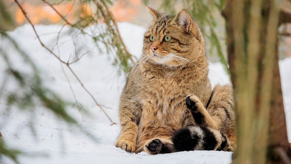 Eine Wildkatze sitzt im Schnee. © imago images 