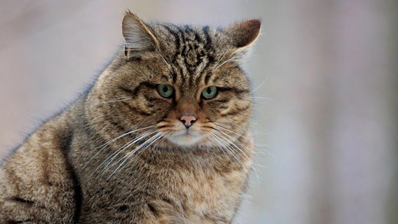 Eine Wildkatze sitzt im Schnee. © imago images 