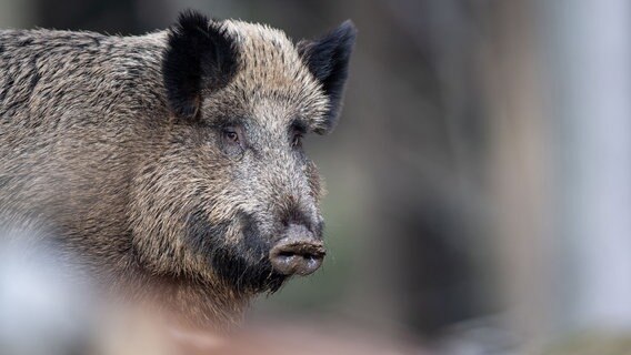Ein Wildschwein in Nahaufnahme © dpa-Bildfunk Foto: Lino Mirgeler/dpa