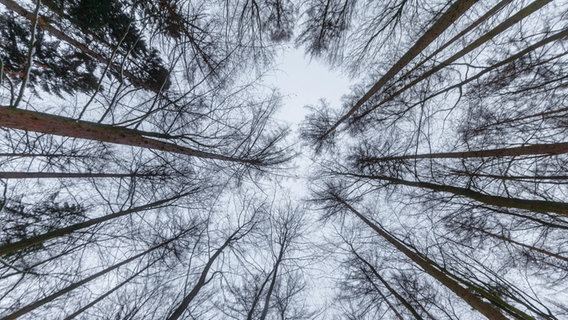 Kiefern stehen in einem Wald und die Kronen und Stämme zeichnen sich gegen den Himmel ab. © dpa Bildfunk Foto: Markus Scholz/dpa