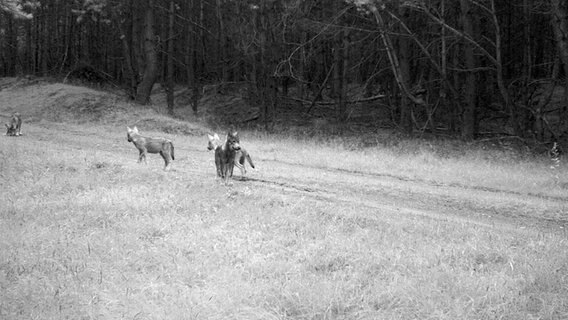 Wolfswelpen © WWF Trave/Stier Foto: WWF Trave/Stier