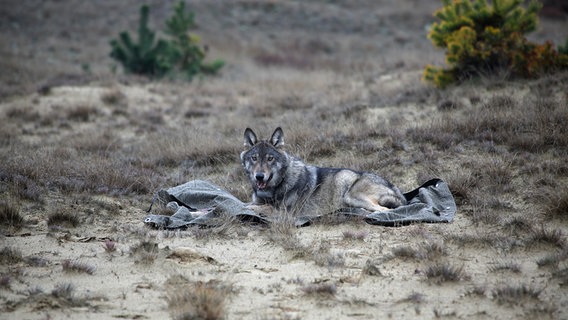 Ein Wolf liegt auf einer Tarndecke in einer Heidelandschaft. © N. Stier & V. Meißner-Hylanová Foto: N. Stier & V. Meißner-Hylanová