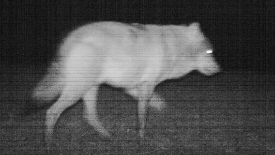 Erstes Wolfsbild mit Fotofalle geschossen. © WWF / M-V Foto: WWF / M-V