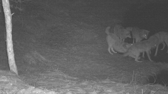 Wölfe in der Kalißer Heide in einer Fotofalle. © Landwirtschaftsministerium MV Foto: Fotofalle
