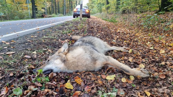 Ein Wolf liegt am Straßenrand und im Hintergrund ist ein Auto zu sehen. Wahrscheinlich wurde das Tier überfahren. © dpa 