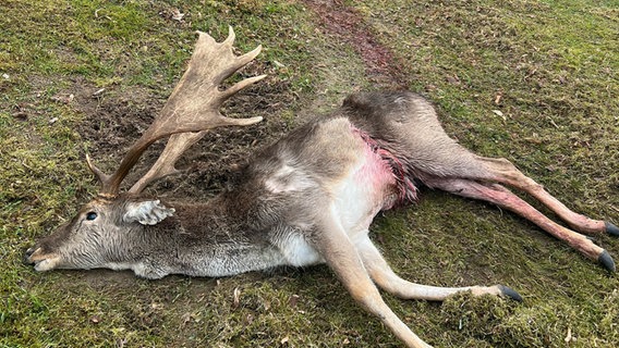 Ein toter Hirsch mit einer schweren Verletzung in der Flanke liegt auf einem Rasenstück. © Stefan Puls Foto: Stefan Puls