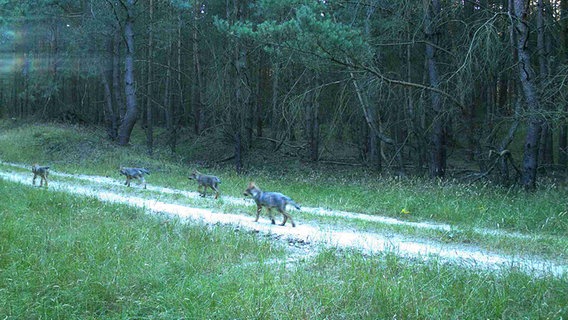 Vier Wolfswelpen aufgenommen von einer Wildkamera. © dpa - Bildfunk Foto: WWF/Norman Stier