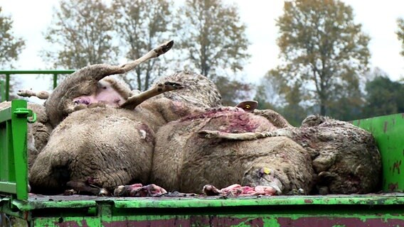 Von Wölfen gerissene Schafskadaver auf einem Anhänger © NDR Foto: NDR
