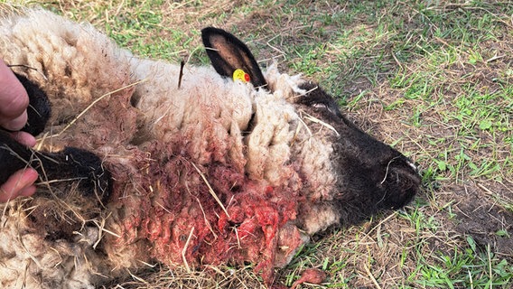Ein totes Schaf liegt mit einer Bissverletzung am Hals auf dem Boden. © Dana Zelck Foto: Dana Zelck
