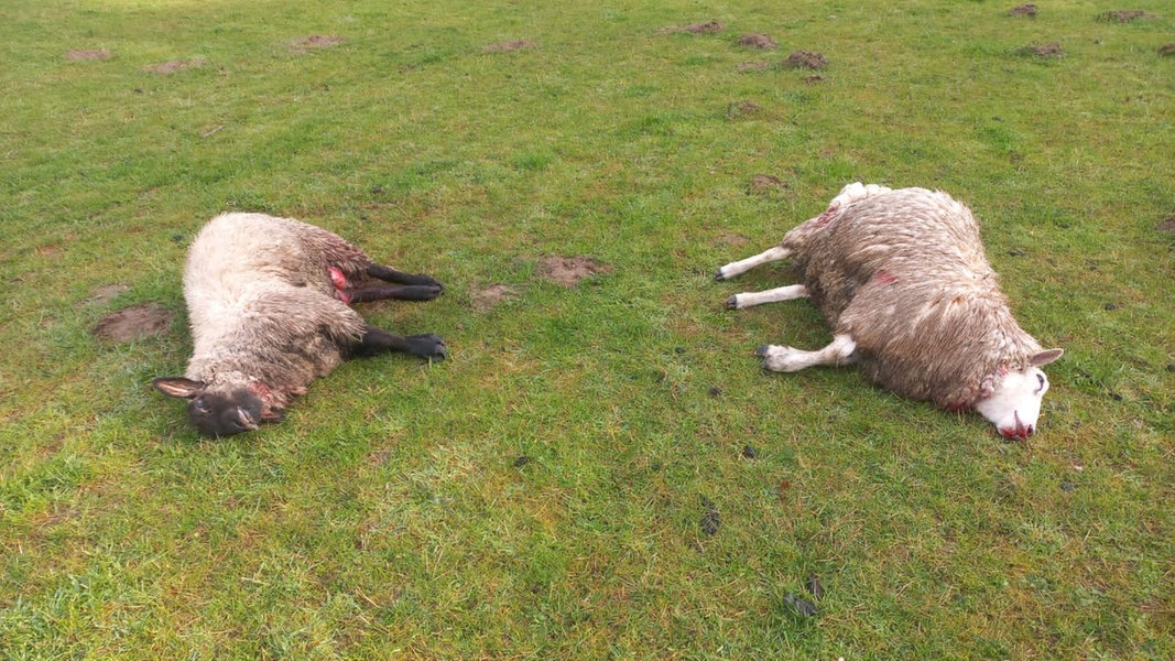 Zwei tote Schafe auf einer Weide