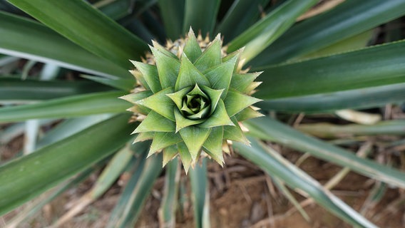 Die Krone einer Ananaspflanze © Hafven 