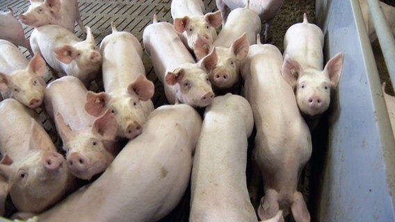 Schweine stehen zusammengedrängt in einem Stall. © NDR Foto: Oda Lambrecht