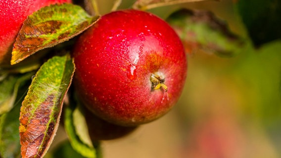 Das Bild zeigt einen Apfel an einem Apfelbaum. © picture-allaince Foto: A. Held