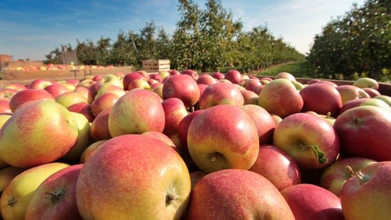 Äpfel liegen in Kisten auf einer Apfelbaumplantage. © picture alliance | Ralph Peters Foto: Ralph Peters