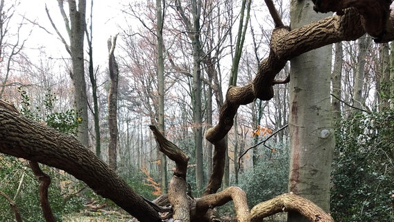 Ein großer umgestürzter Baum liegt im herbstlichen Wald. © NDR Foto: Jutta Przygoda