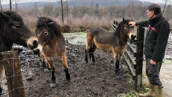 Drei Ponys stehen in einem eingezäunten Gelände. Ein Förster streichelt eines der Tiere. © NDR Foto: Wilhelm Purk