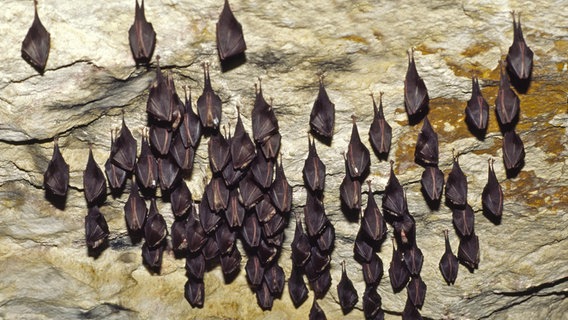 Das Bild zeigt Kleine Hufeisennasen hängend. © Eckhard Grimmberger Foto: Eckhard Grimmberger